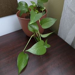 Plants