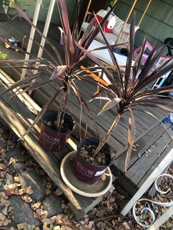Cordyline australis