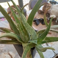 4 Alovera Plants In One Pot The Good Stuff Good Kind