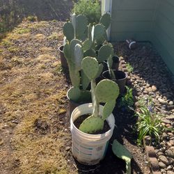 Cactus/ Nopales