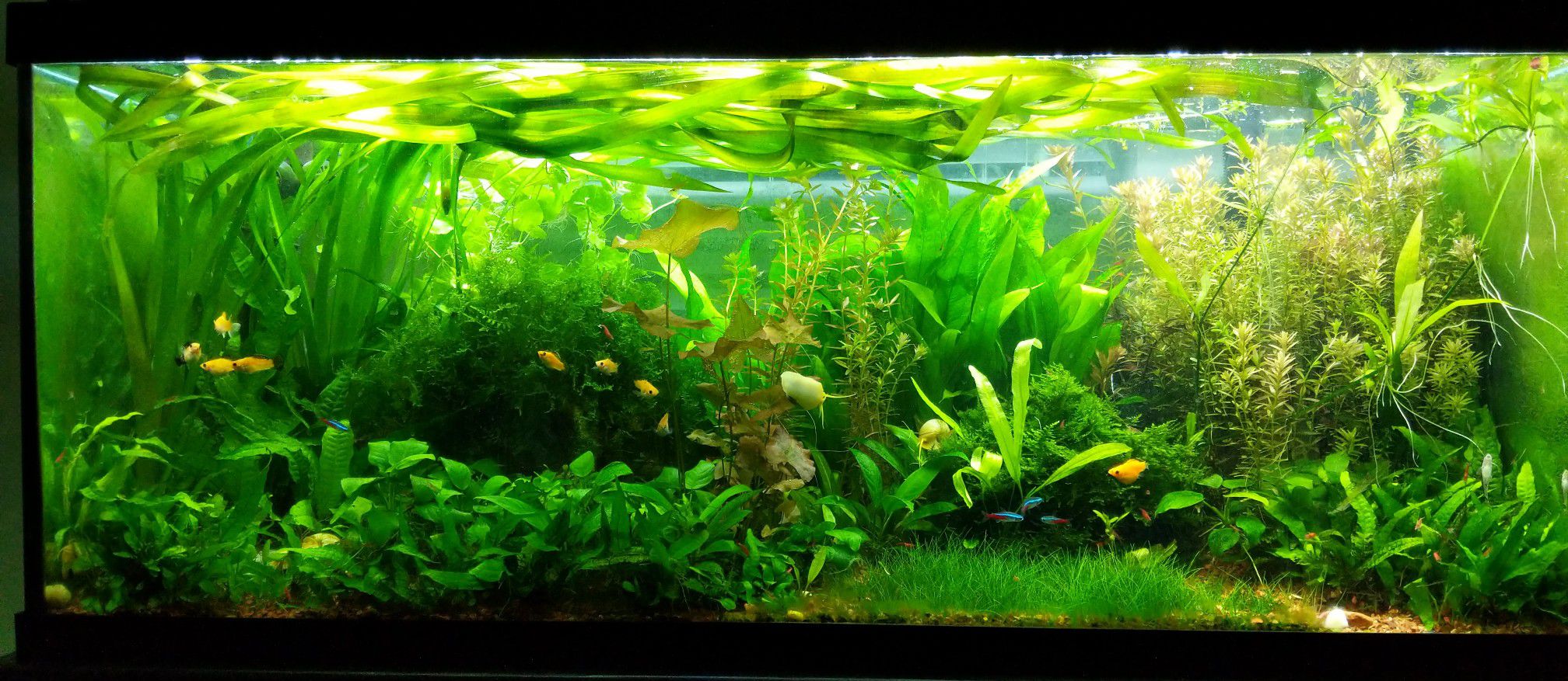 Live aquarium plants, natural fish tank decor and filter