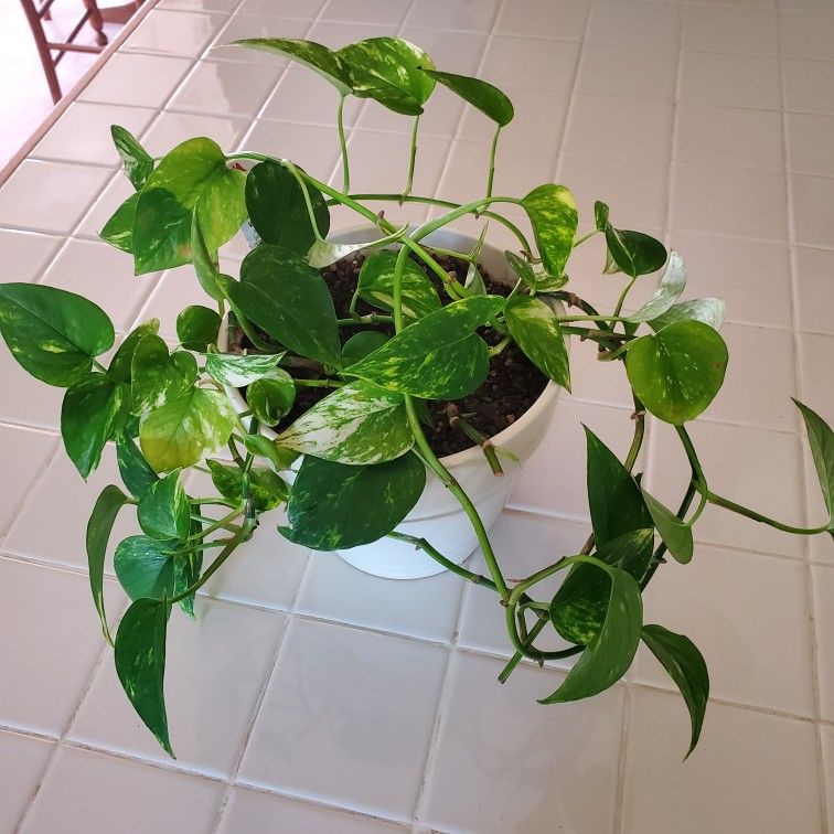 Golden Pothos Plant 🪴