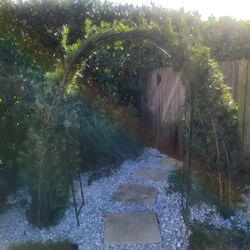 Podocarpus Privacy Plant 15g Full 