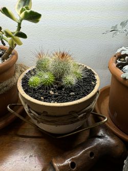 Succulents