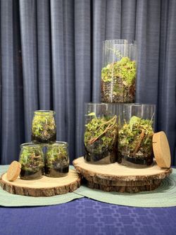 Terrarium Gift Sets - Perfect Last Minute Gift