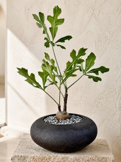 Bottleneck Cussonia Paniculata With Snowflake Shaped Leaves (Handmade Planter Included) #GA2 ‘Local LA Seller’