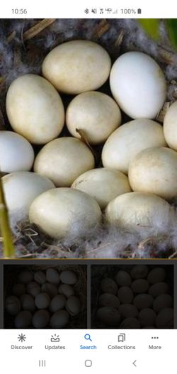 Farm Fresh Organic Fed Duck Eggs