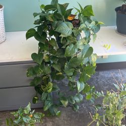 4 Of 5 🌿 Golden Pothos House Plant 🌿