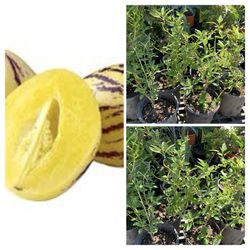 PEPINO MELON DULCE MELON PEAR TREE PLANT 人參菓 1 GALLON POT LIVE PLANT VERY HEALTHY FRUIT GINSENG FRUIT  $10 EACH PLANT  Cash only  Pick up in North San