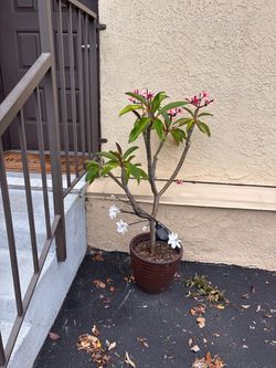 Plumerias
