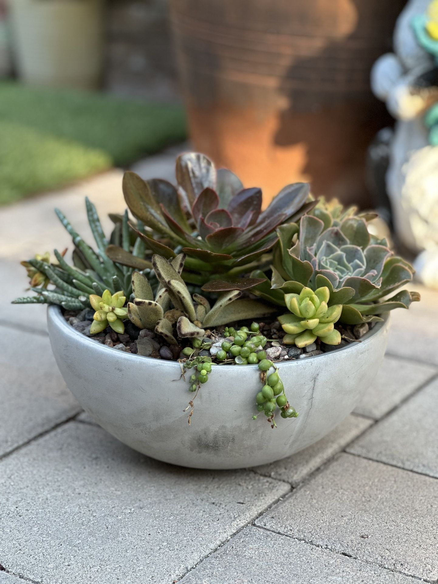 Assorted Succulent Plants
