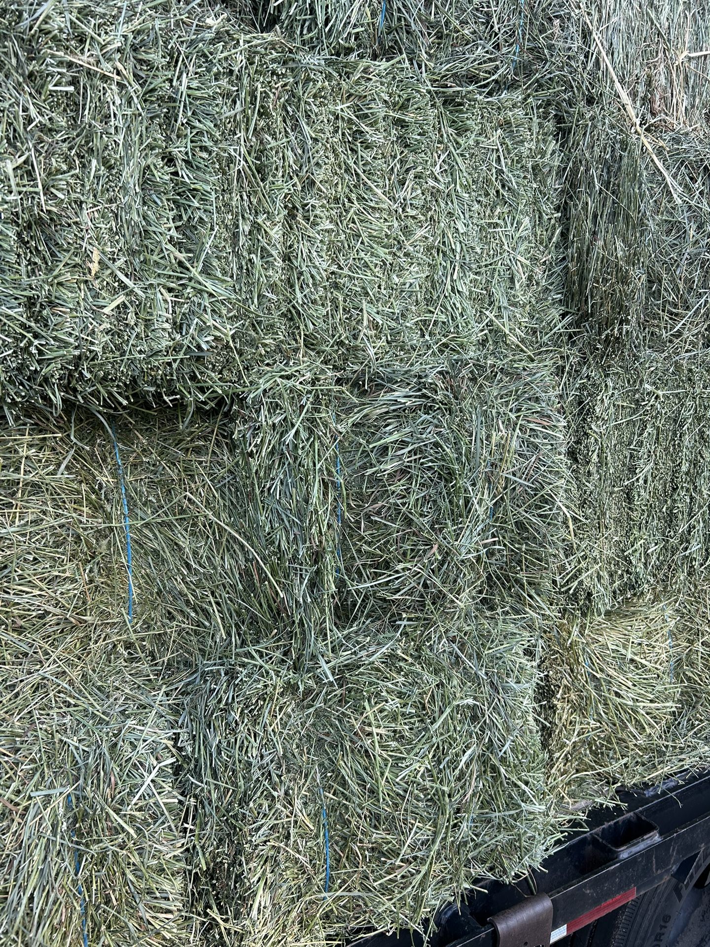 Orchard Alfalfa Hay