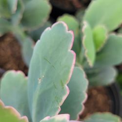 Kalanchoe Fedtschenkoi (Lavender Scallops) Plants $6