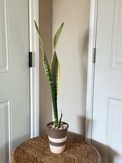 Snake Plant