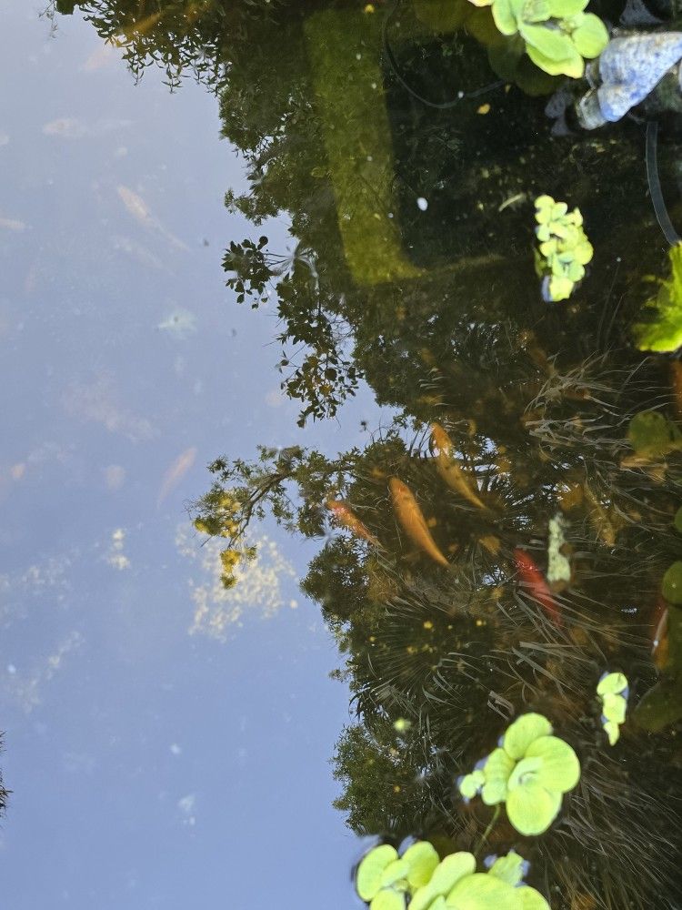 Koi