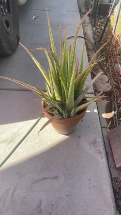 Aloe Vera plant with pot