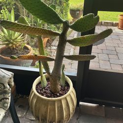 Cactus - Set Of Two