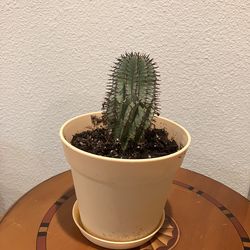 Cinnamon Cactus in pot.