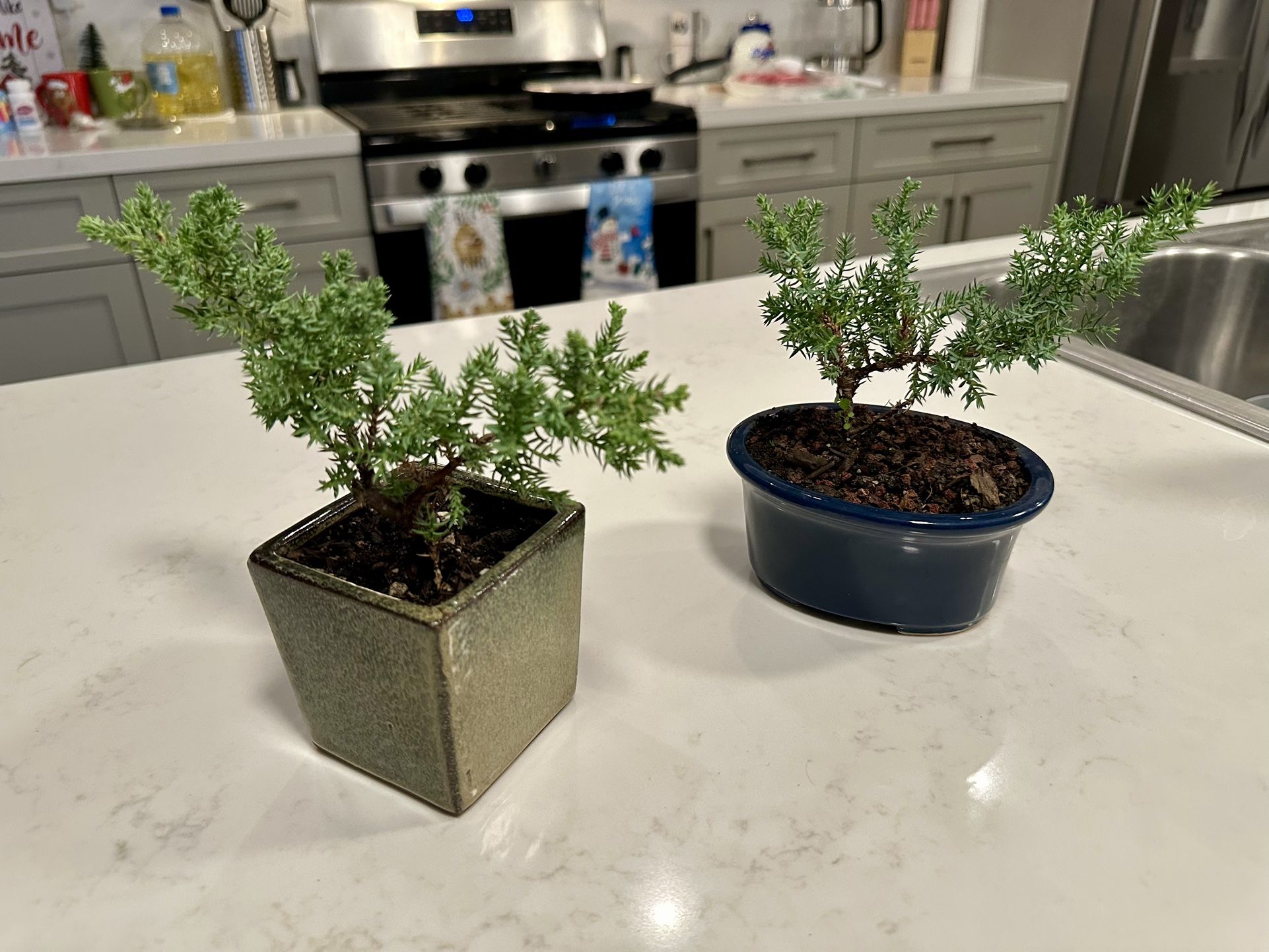 Juniper Bonsai