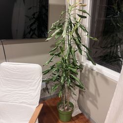 Dracaena Plant 