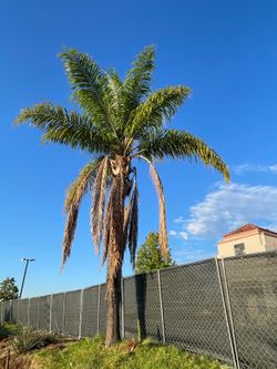 Palm Trer