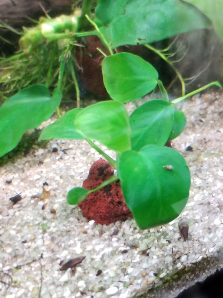 Anubias nana petite on lava rock