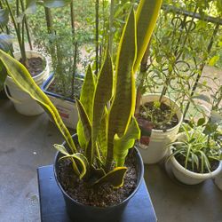 Snake Plant 
