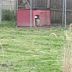 Heavy Duty Chicken Coop 