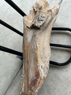 Petrified wood