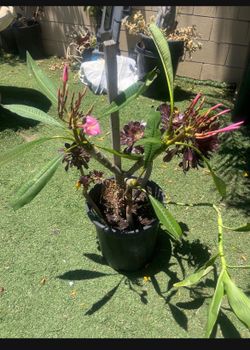 Planta