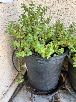 JADE PLANT , $20 for 1, $35 for 2, $45 for 3, and $55 for 4