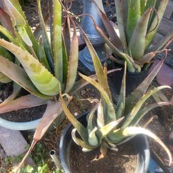 Aloe Vera For Trade 