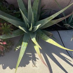 El Que quiera Una Maceta. de Sábila gratis  Free   Lo    Lo quiero Bendecir  