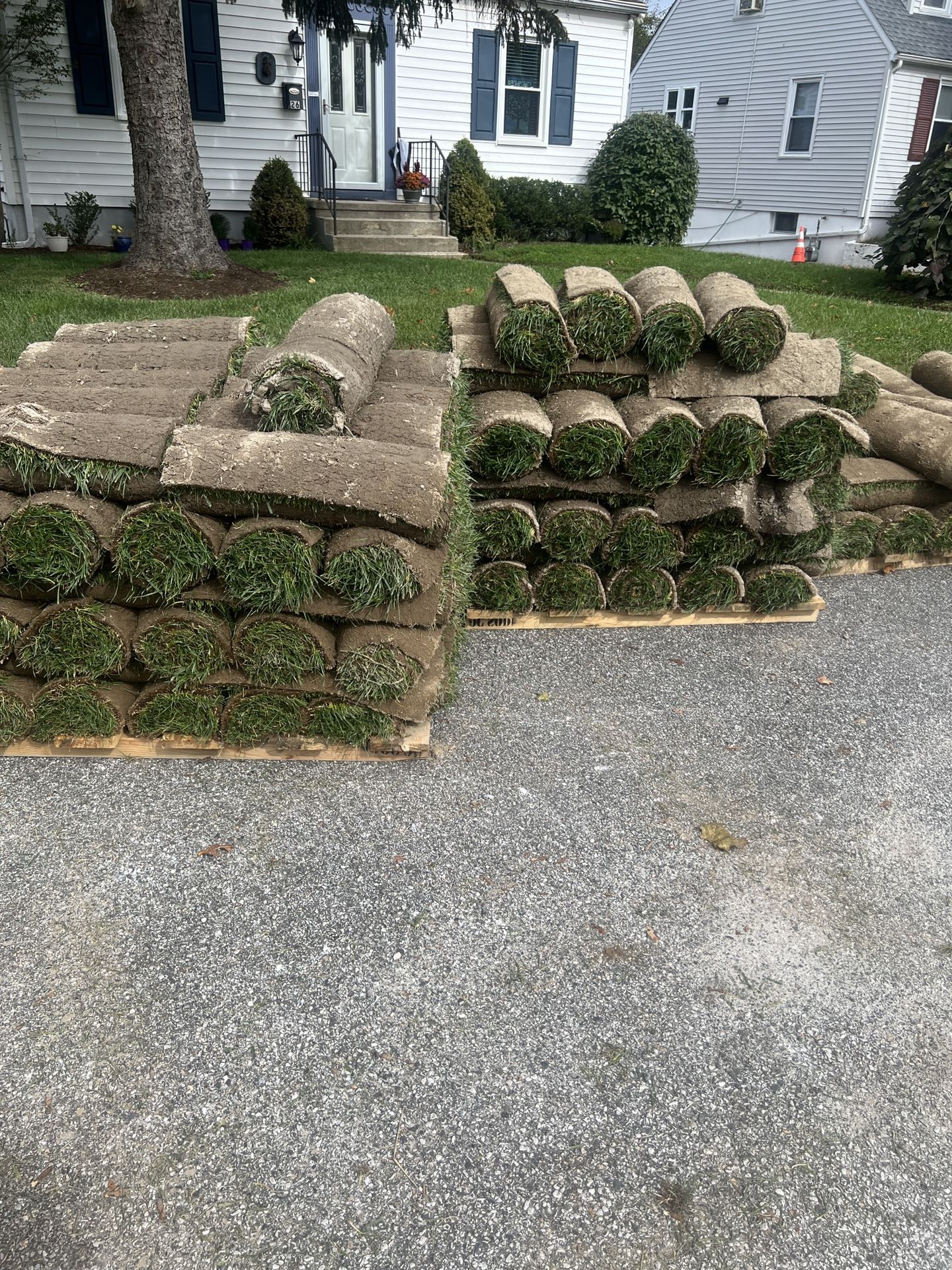 Fresh Sod 
