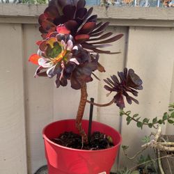 Cute Tall Red Succulents In Red Pot