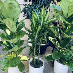 Ficus