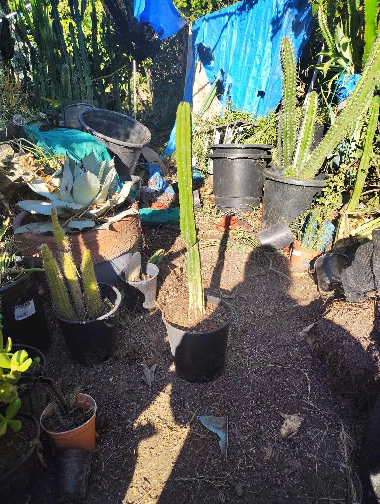 San Pedro Cactus Markdown Plant