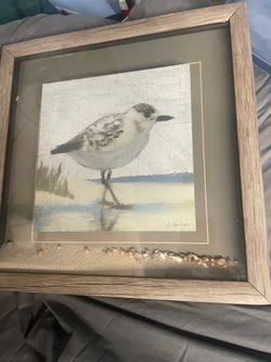 J wiens Beach bird In sand /shells inside frame