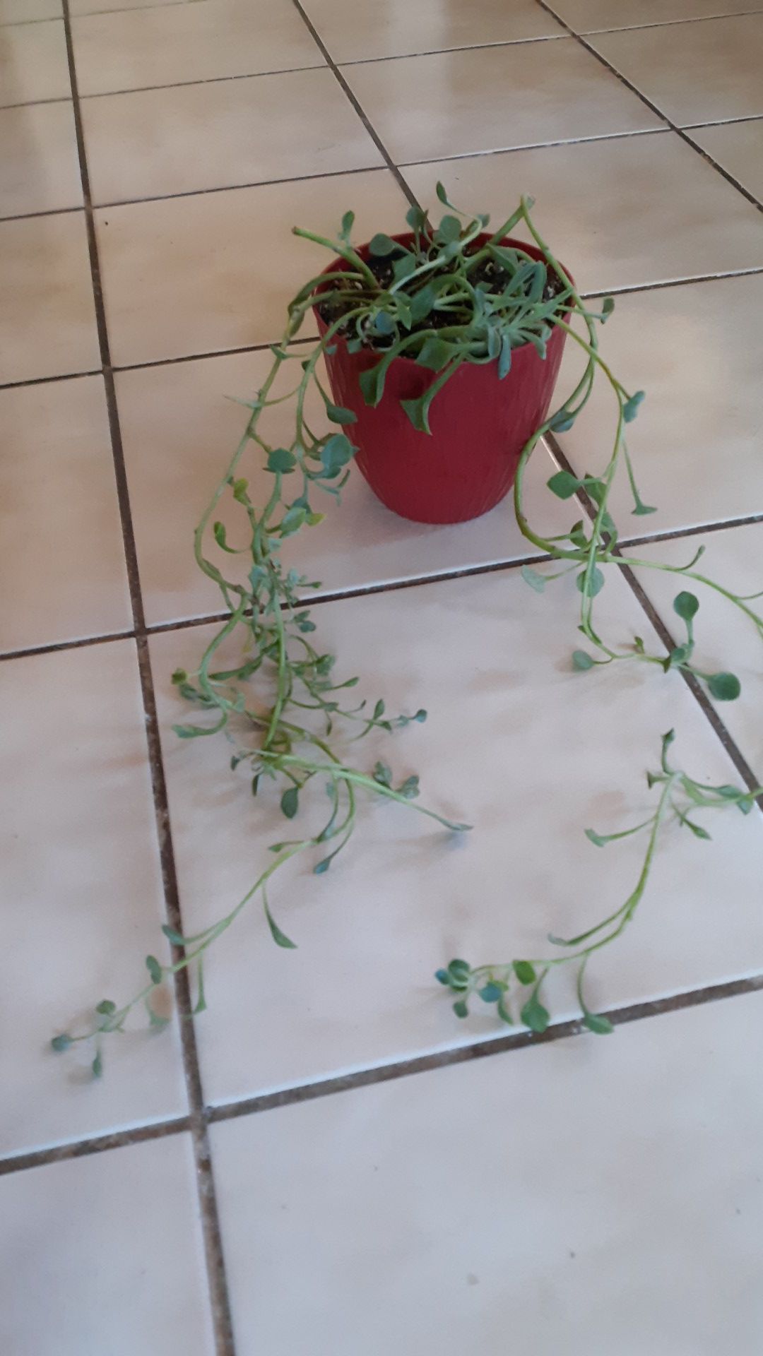 Large trailing succulent live plant