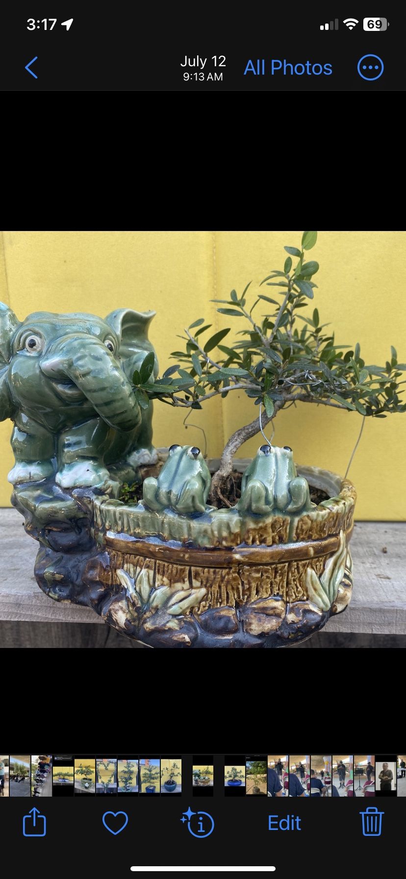 Bonsai Olive In An Elephant Pot $70