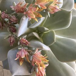 Plant & Ceramic Pot