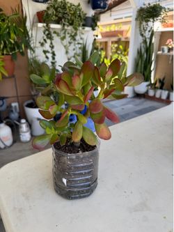 Jade plant