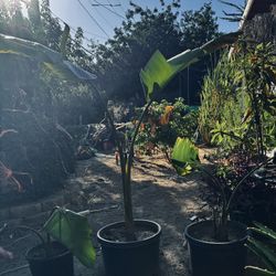 $40 Paradise Bird