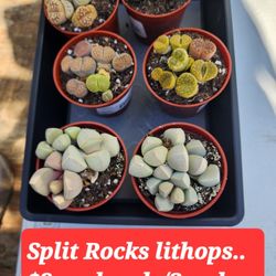 PLANT SALE 
IN  SAN LORENZO  SKYLINE SUCCULENTS 