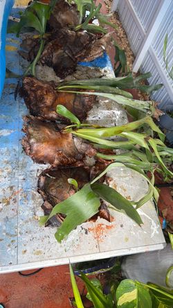 Stag horn ferns