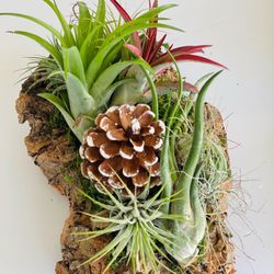 Wood Air Plant Decor 