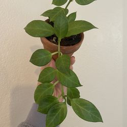 Hoya Sunrise - Rare Hoya - Terracotta Pot
