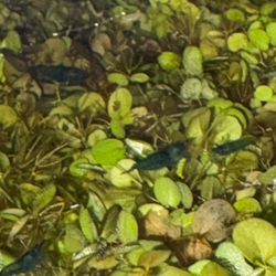 Blue Jelly Neocaridina