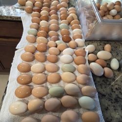 Brown Organic Eggs