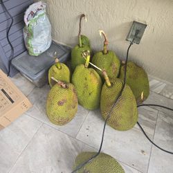 Jack Fruit